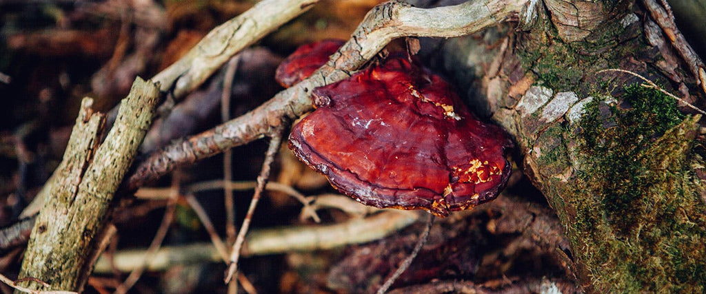 Reishi